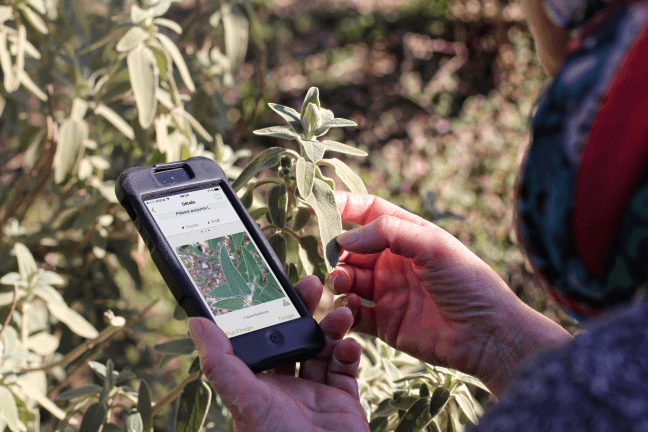 PlantNet_iOS3_RemiKnaff-3 smartphone qui prend en photo une plante